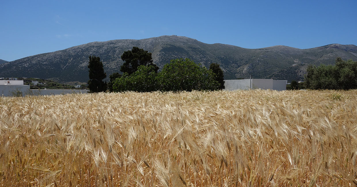 A field in Artemonas, Sifnos