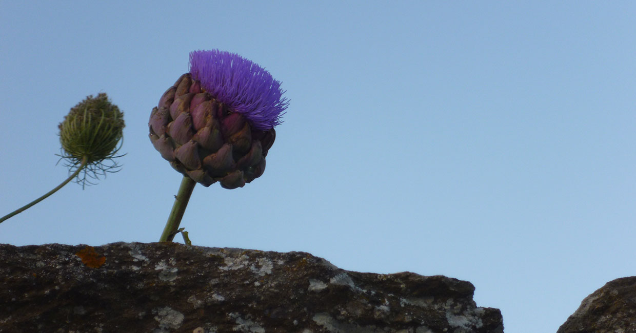 A wild artichoke in Sifnos