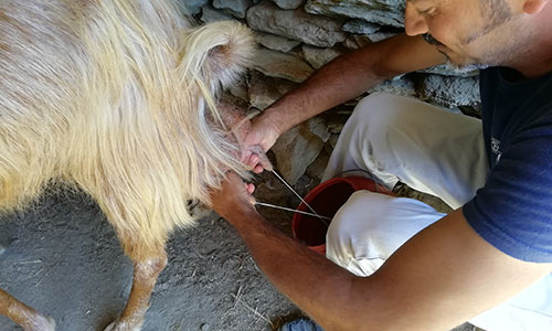 Milking goats at Sifnos
