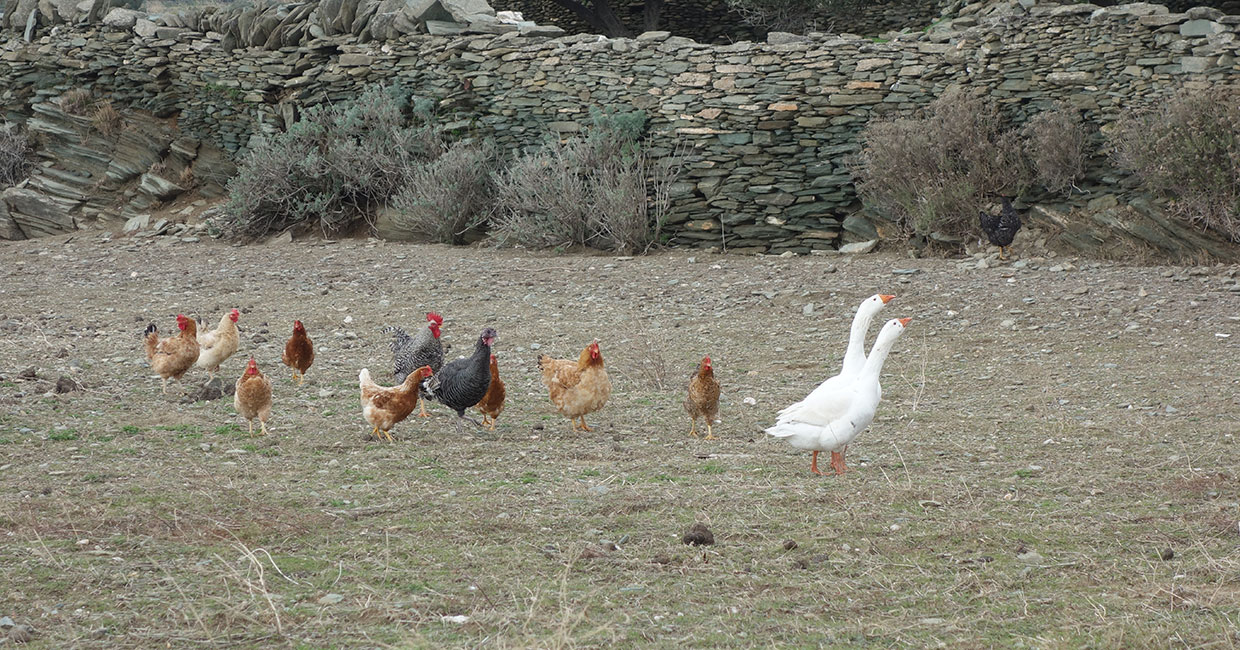 Farm with chickens and hens in Sifnos