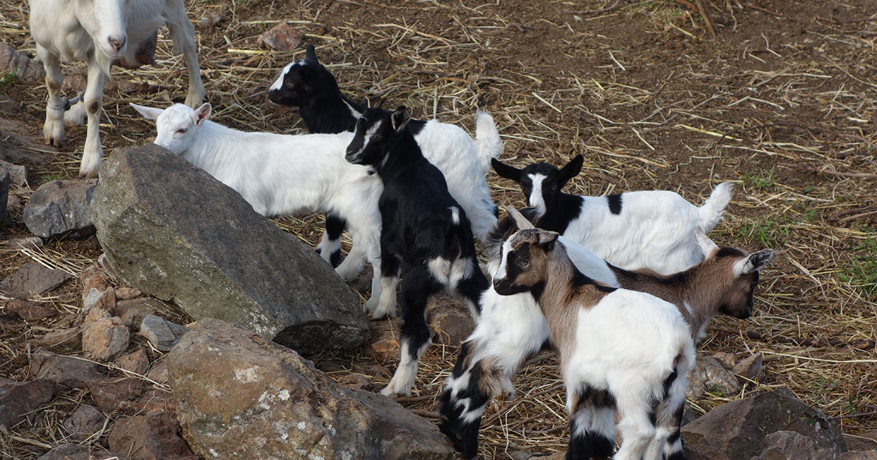 Baby goats in Sifnos