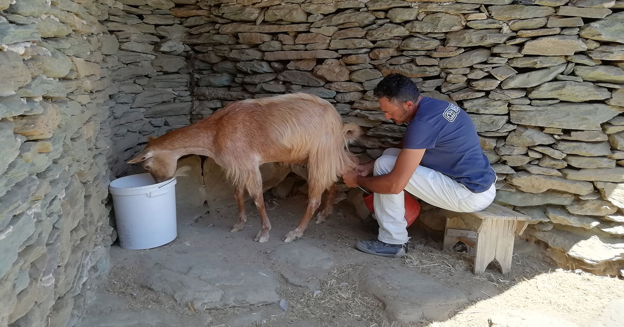 Milking a goat in Sifnos