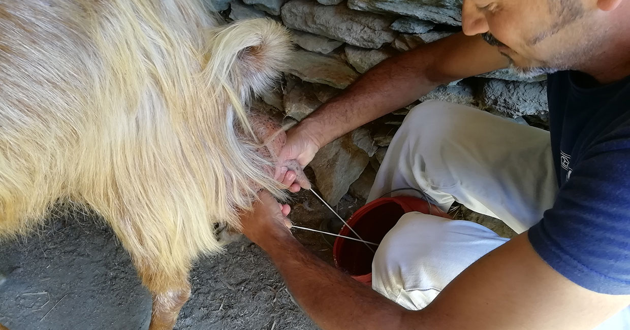 Milking a goat in Sifnos